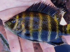 Heterotilapia buettikoferi