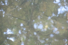 Tachypleus gigas