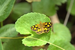 Metisella midas