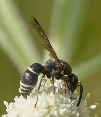 iNaturalist observation photo of Potter and Mason Wasps