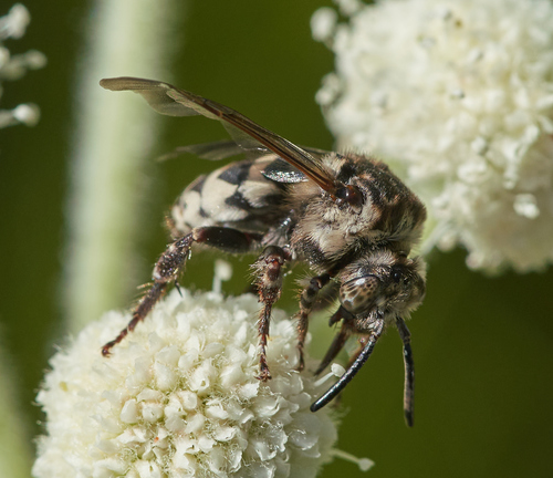 iNaturalist observation photo of California Digger-cuckoo Bee