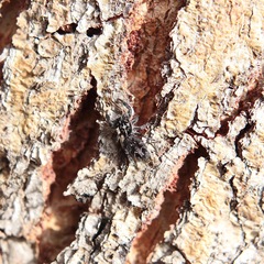 Ocrisiona melancholica