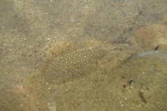 Spotted Tonguesole photo 2