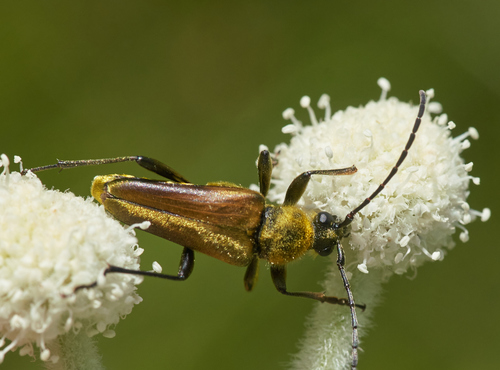 iNaturalist observation photo of Yellow Velvet Beetle