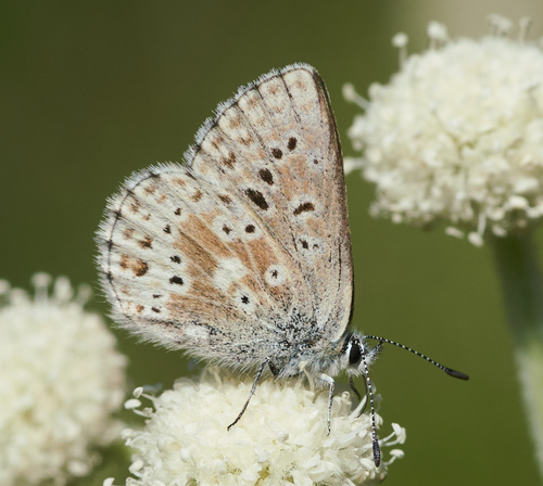 iNaturalist observation photo of Sierra Blue