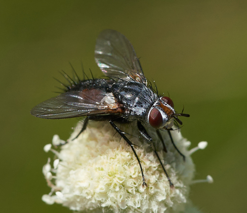 iNaturalist observation photo of Tachinid Flies