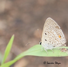Euchrysops