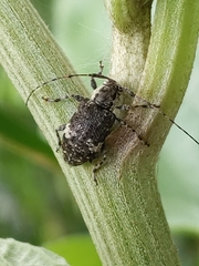 Astylopsis