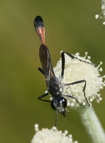 iNaturalist observation photo of Thread-waisted Sand Wasps