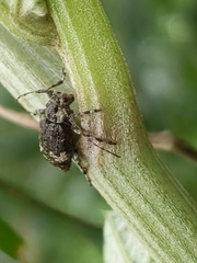 Astylopsis