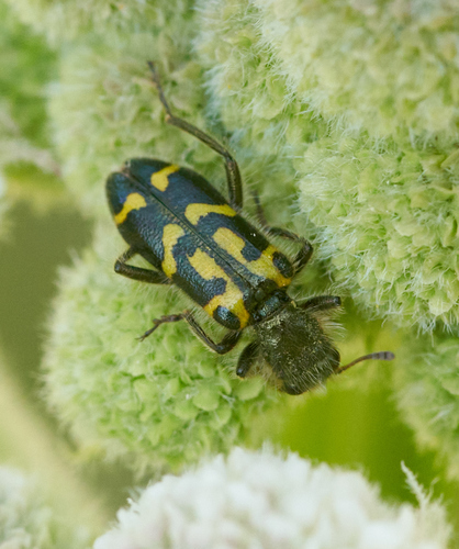 iNaturalist observation photo of Ornate Checkered Beetle