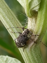 Astylopsis