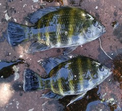Heterotilapia buettikoferi