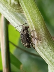 Astylopsis
