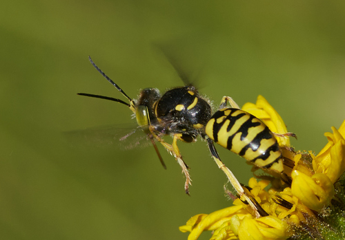 iNaturalist observation photo of Steniolia