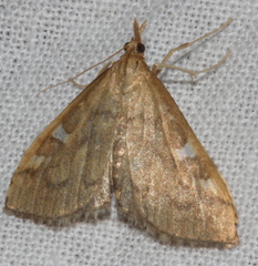 Udea hyalistis