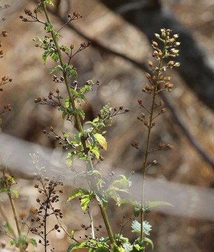 photo of California Beeplant (Scrophularia californica)