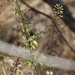 photo of California Beeplant (Scrophularia californica)