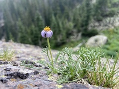 Erigeron pinnatisectus