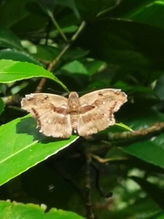 Achlyodini