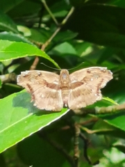 Achlyodini