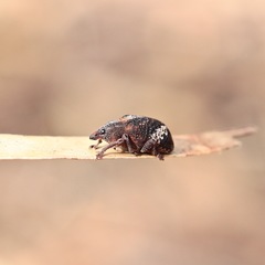 Oxyops fasciatus