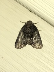 Chytonix palliatricula