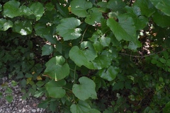 Vitis cinerea helleri