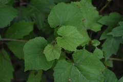 Vitis cinerea helleri