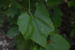 Vitis cinerea helleri