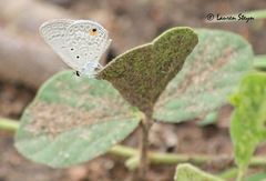 Euchrysops malathana