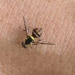 Bactrocera dorsalis