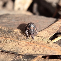 Oxyops fasciatus