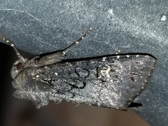 Melanchra assimilis