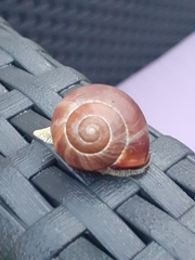 Cepaea nemoralis