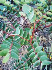 Phyllanthus montrouzieri