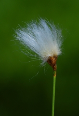 Eriophorum gracile