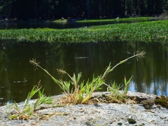 Dichanthelium lanuginosum