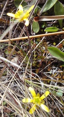 Ranunculus gracilipes
