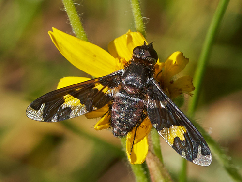 iNaturalist observation photo of Dorcadion Bee Fly