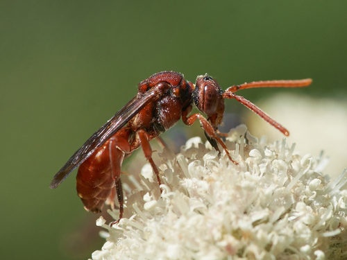 iNaturalist observation photo of Nomad Bees