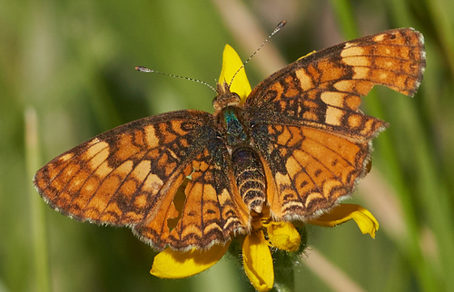 iNaturalist observation photo of Field Crescent