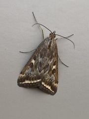 Loxostege munroealis