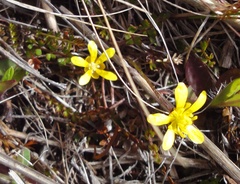 Ranunculus gracilipes