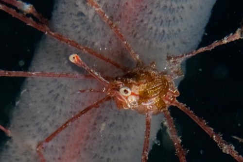 Latreillia metanesa
