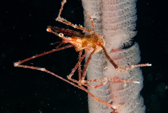 Homoloidea