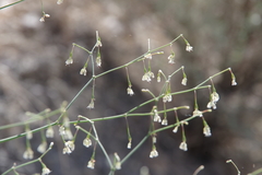 Eriogonum watsonii