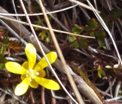 Ranunculus gracilipes