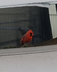 Cardinalis cardinalis