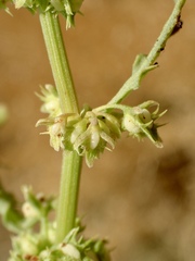 Rumex dentatus